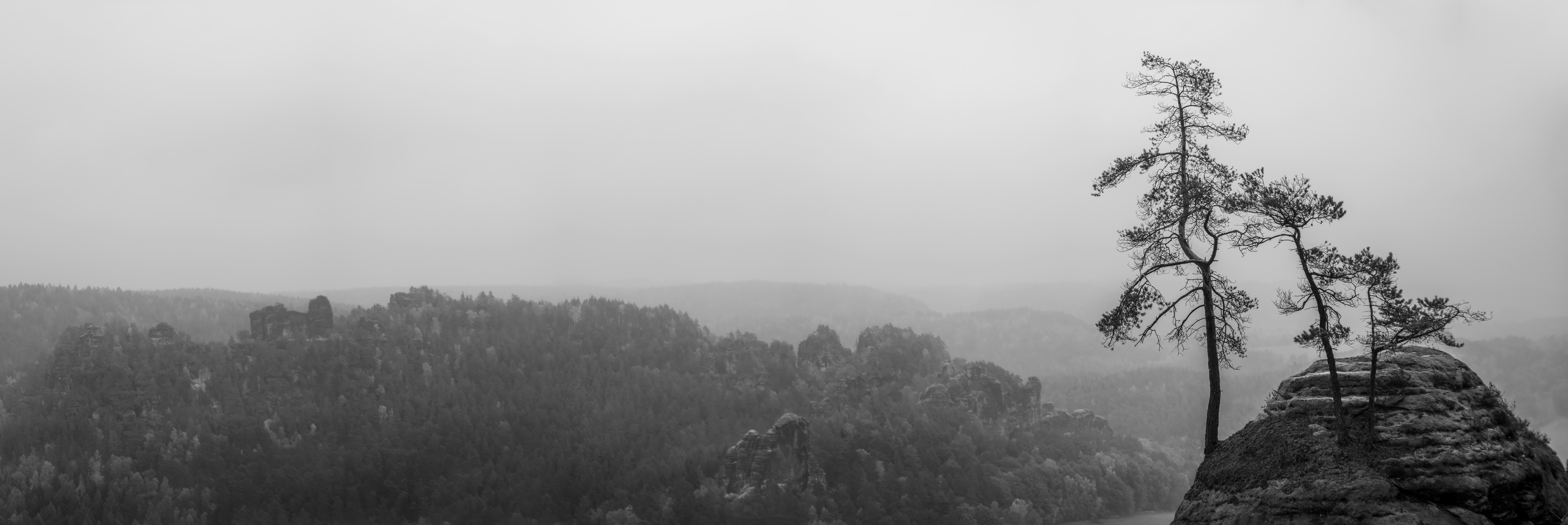 tree on hill